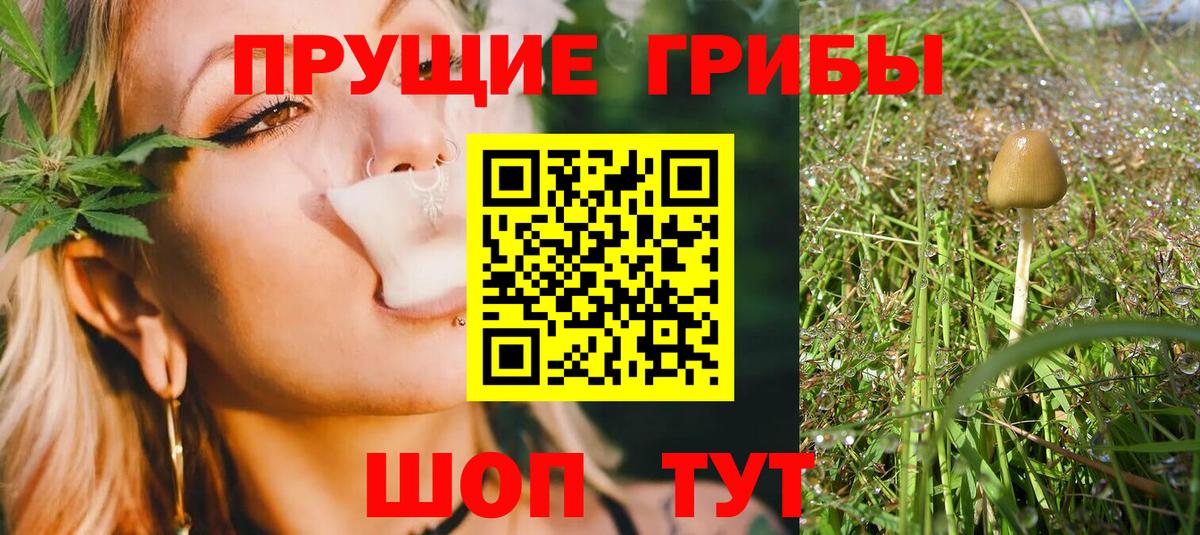 Псилоцибиновые грибы Psilocybine cubensis Подольск
